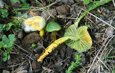 Hygrocybe psittacina