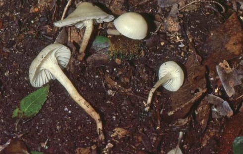 Hygrocybe russocoriacea