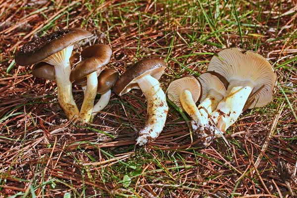 Hygrophorus hypothejus