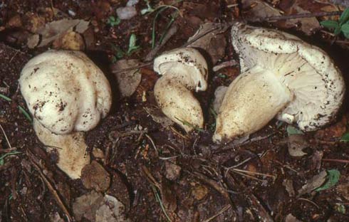 Hygrophorus penarius