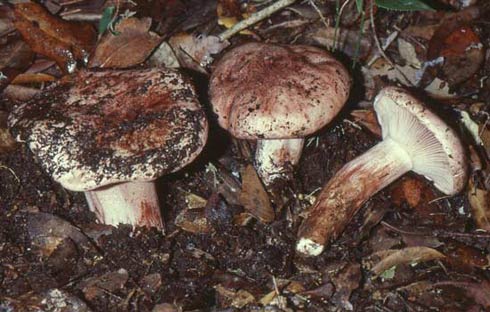 Hygrophorus russula