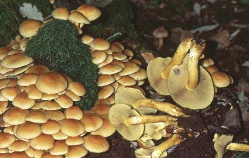 Hypholoma fasciculare