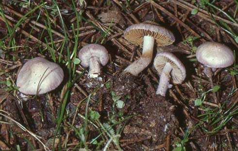 Inocybe geophylla var. lilacina