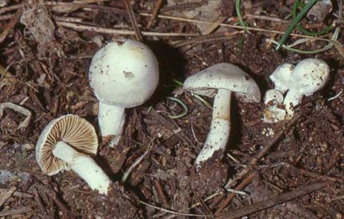 Inocybe geophylla