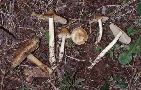 Inocybe rimosa