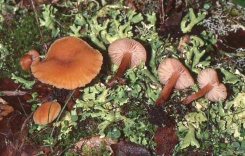 Laccaria laccata Laccaria laccata