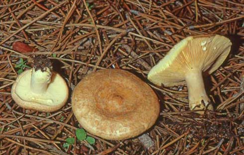 Lactarius chrysorrheus