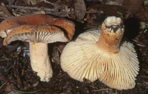 Lactarius rugatus