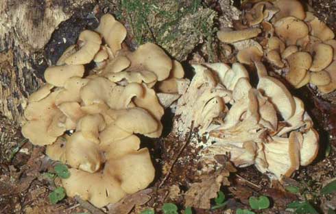 Lentinellus cochleatus Lentinellus cochleatus