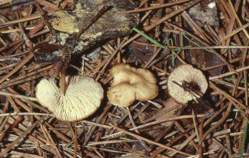 Lentinellus omphalodes Lentinellus omphalodes