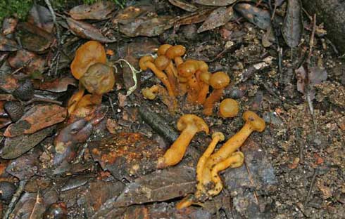 Leotia lubrica Leotia lubrica