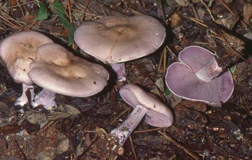 Lepista nuda Lepista nuda