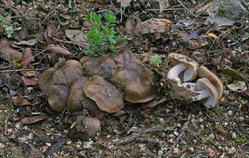 Lyophyllum decastes