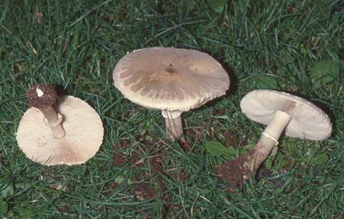 Macrolepiota excoriata