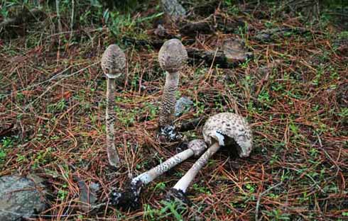 Macrolepiota fuliginosa