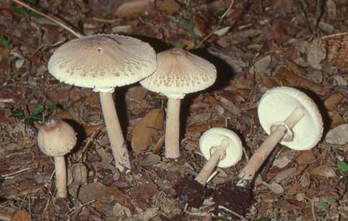 Macrolepiota mastoidea