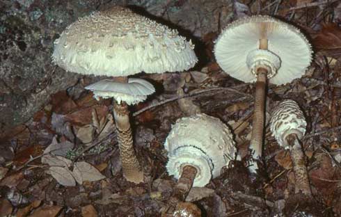 Macrolepiota procera