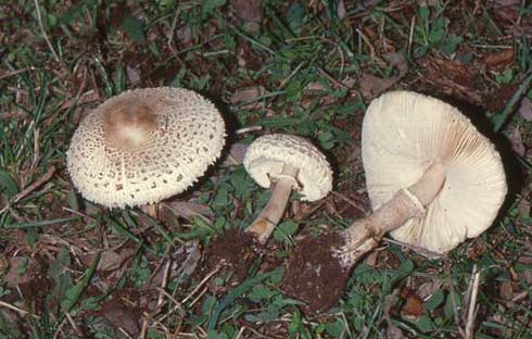 Macrolepiota subsquarrosa