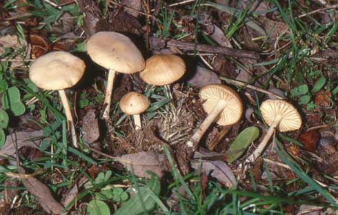 Marasmius oreades