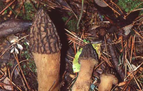 Morchella distans