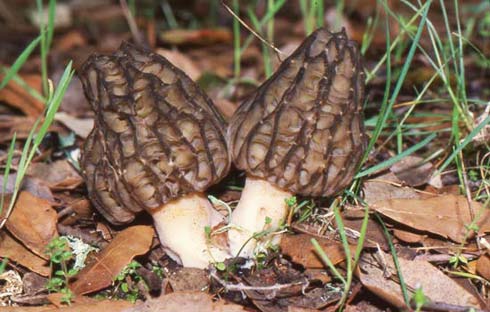 Morchella dunalii