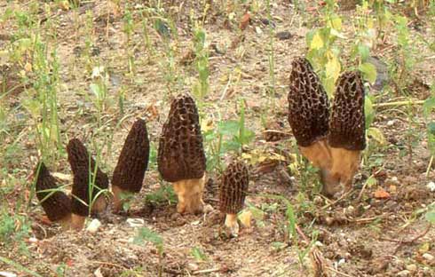 Morchella hortensis