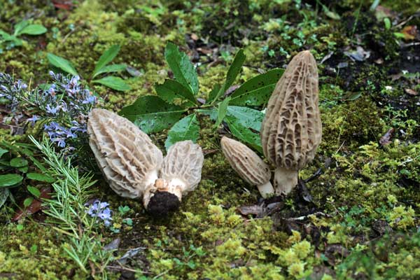 Morchella tridentina