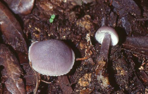 Mycena pura