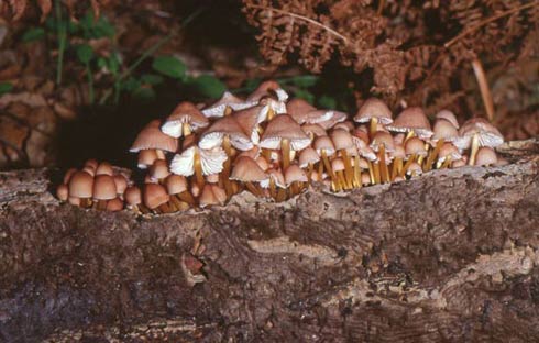 Mycena renati