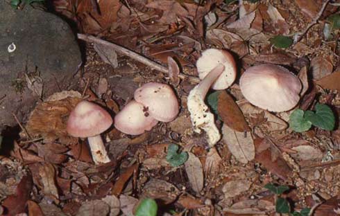 Mycena rosea