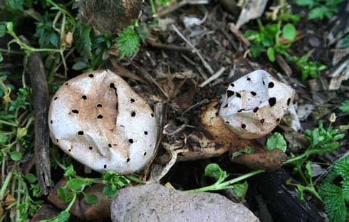 Myriostoma coliforme