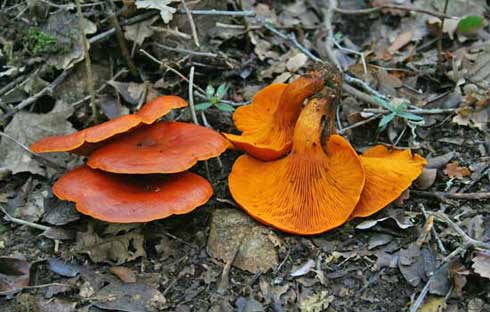 Omphalotus olearius