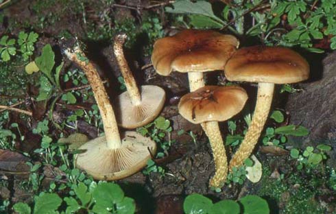 Pholiota highlandensis