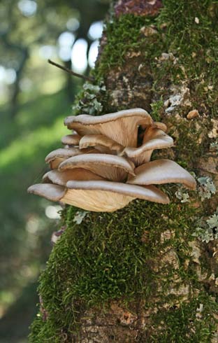 Pleurotus ostreatus Pleurotus ostreatus