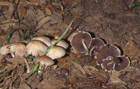 Psathyrella candolleana Psathyrella candolleana
