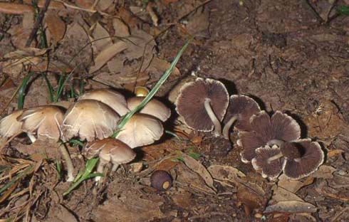 Psathyrella candolleana