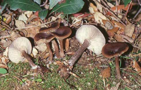 Pseudoclitocybe cyathiformis Pseudoclitocybe cyathiformis
