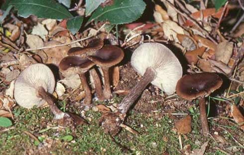 Pseudoclitocybe cyathiformis