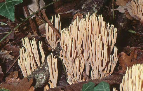 Ramaria stricta