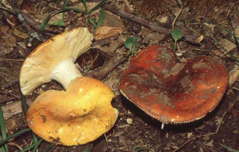 Russula aurea