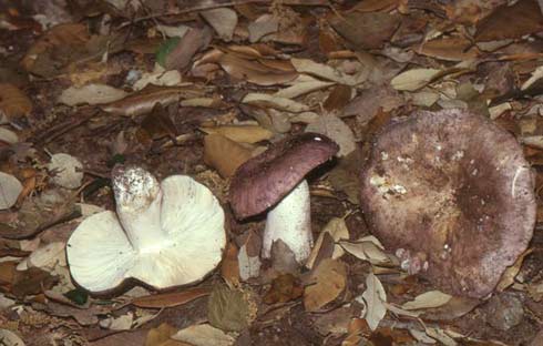 Russula cyanoxantha