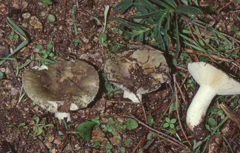 Russula monspeliensis