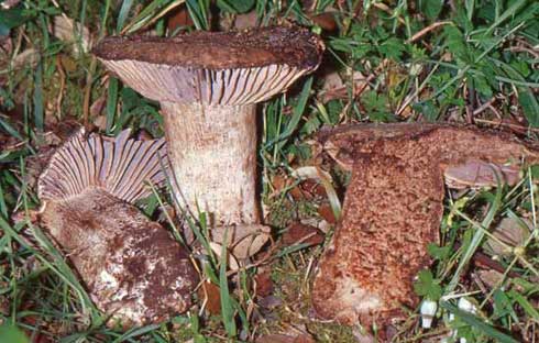 Russula nigricans