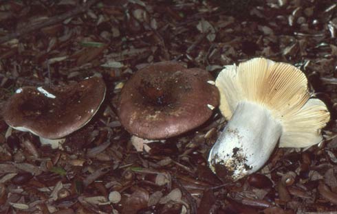 Russula olivacea