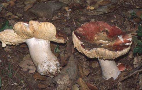 Russula rubroalba