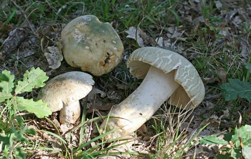 Russula virescens