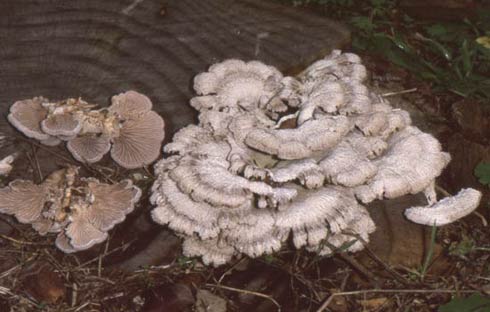 Schizophyllum commune Schizophyllum commune