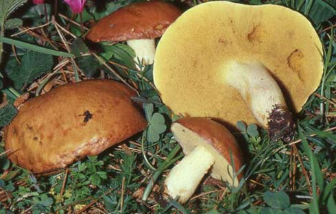 Suillus granulatus Suillus granulatus