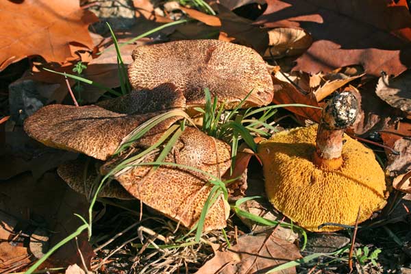 Suillus lakei Suillus lakei