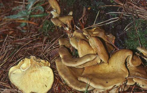 Tapinella panuoides Tapinella panuoides